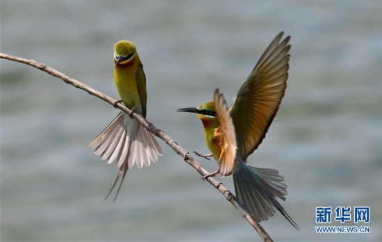 栗喉蜂虎棲椰城
