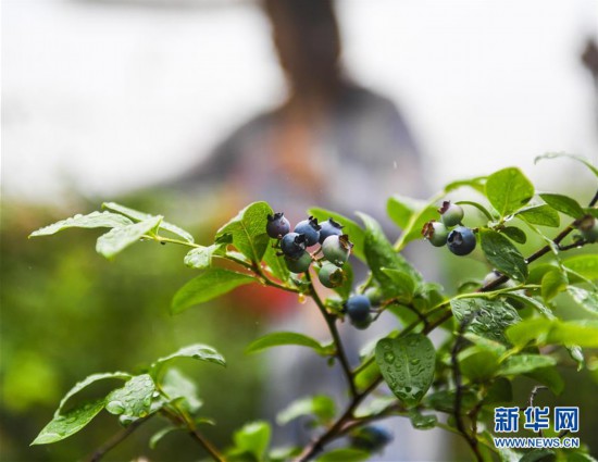 美麗鄉村開啟“水果采摘季”