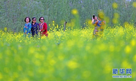（生態）（1）遼寧沈陽：油菜花開美如畫