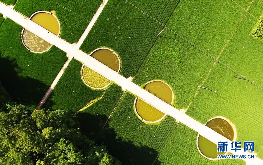 田園夏日美如畫