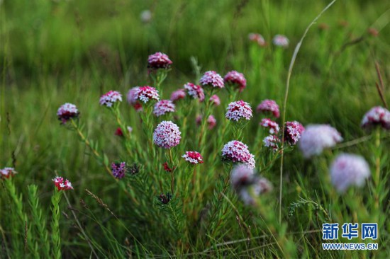 原子城：鮮花開滿草原