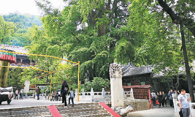 大樹婆娑越千年