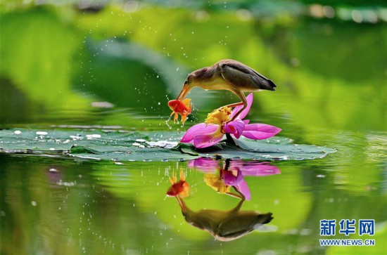 河北唐山：水鳥戲荷