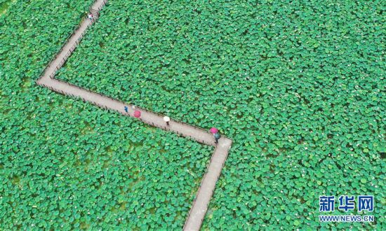 夏季賞荷正當時