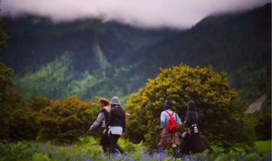 香格里拉松茸之旅 美食美景社交融為一體