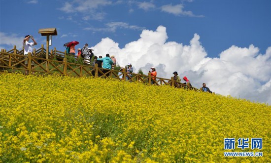 青海門源：油菜花開引客來(lái)