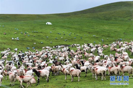 （環境）（3）祁連牧場美如畫