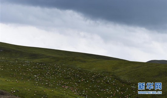 祁連牧場美如畫
