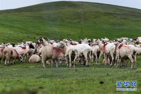 （環(huán)境）（4）祁連牧場美如畫