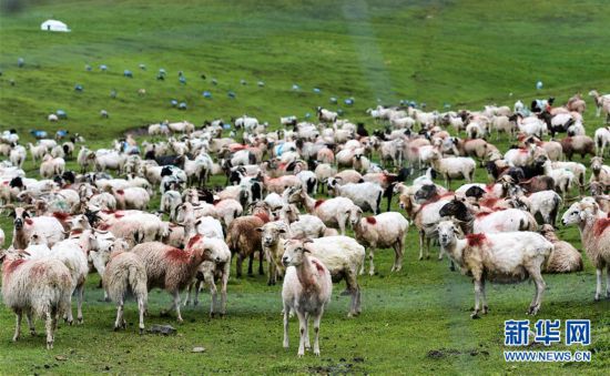 （環境）（2）祁連牧場美如畫