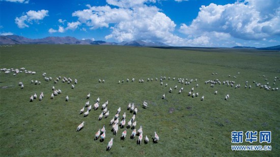 青海：夏日牧場美如畫