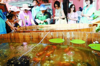 200條宮廷金魚故宮暢游