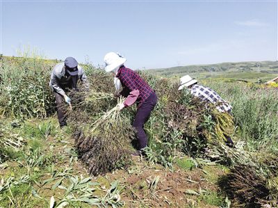 青海上山莊花藥谷：網紅鄉村旅游景點的新變化