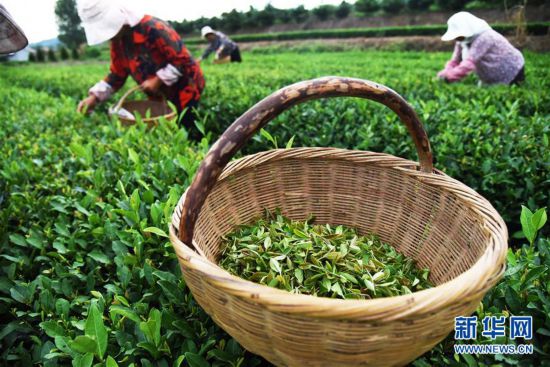 （經濟）（4）山東日照：秋茶采摘忙
