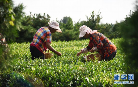 （經(jīng)濟）（7）山東日照：秋茶采摘忙