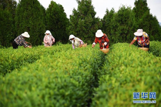 (經濟)(1)山東日照:秋茶采摘忙