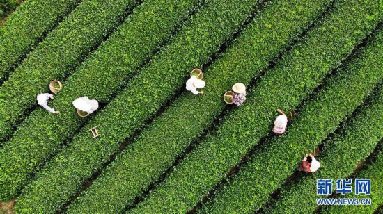 （經(jīng)濟(jì)）（5）山東日照：秋茶采摘忙