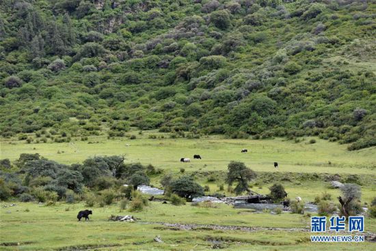 西藏嘎貢溝：養(yǎng)在深閨人未識