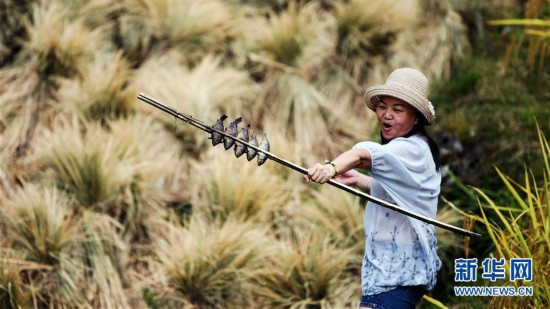 苗鄉歡慶豐收節