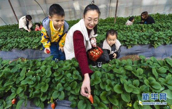 河北香河：冬季草莓誘賓客