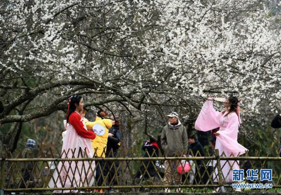 (環境)(2)貴州荔波:賞梅好時節
