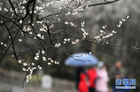 (環境)(3)貴州荔波:賞梅好時節