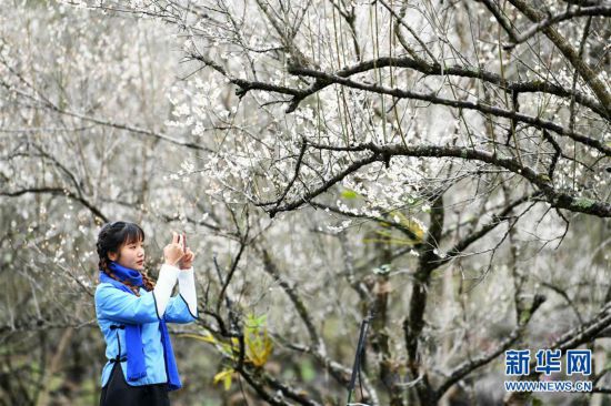 貴州荔波：賞梅好時節