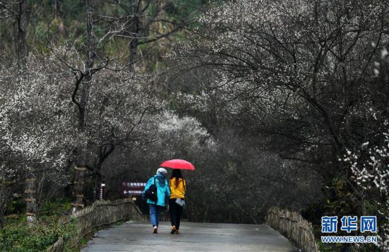 (環(huán)境)(6)貴州荔波:賞梅好時(shí)節(jié)