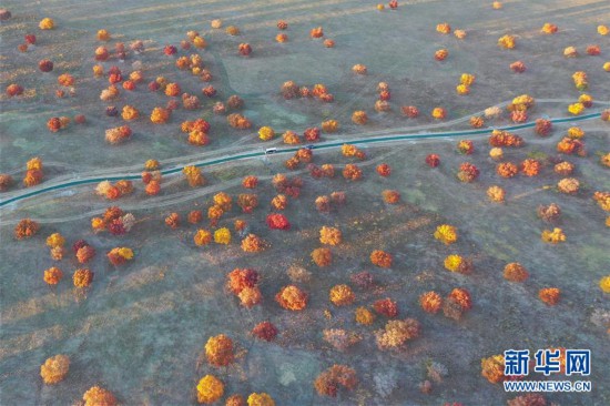 金秋草原“楓”景美