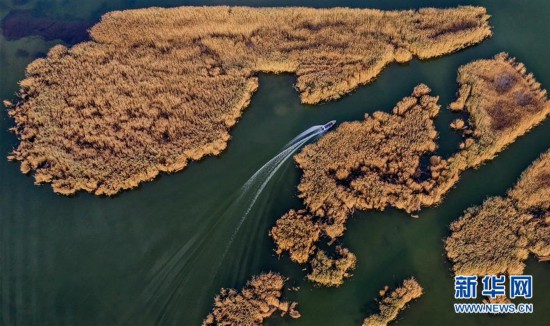 水生態改善 烏梁素海成鳥類天堂