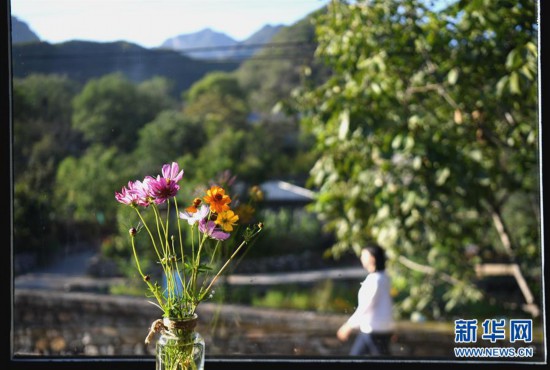 “麻麻花”向陽而開