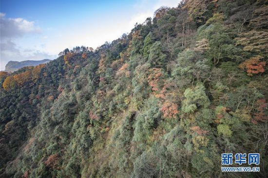 重慶南川:金佛山上秋意濃