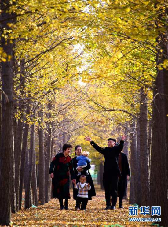 千畝銀杏引客來