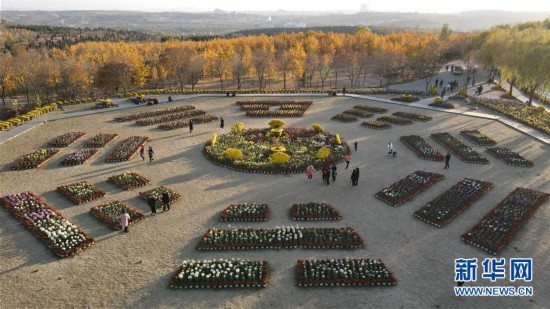 河北沙河：初冬賞菊