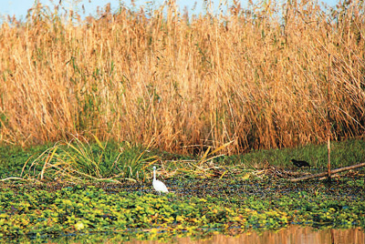 蘆花漫雪下渚湖
