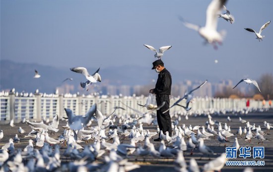 疫情期間，昆明紅嘴鷗有專人投喂