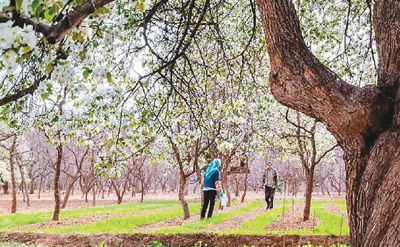 寧夏長灘梨花香（行天下）
