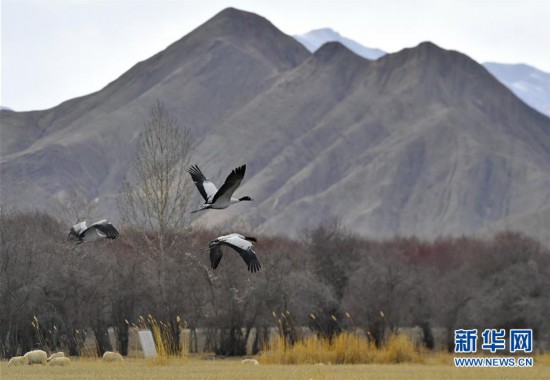 西藏日喀則：濕地鶴舞
