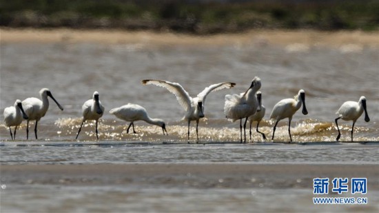 （美麗中國）（1）黑臉琵鷺“長駐”閩江口濕地