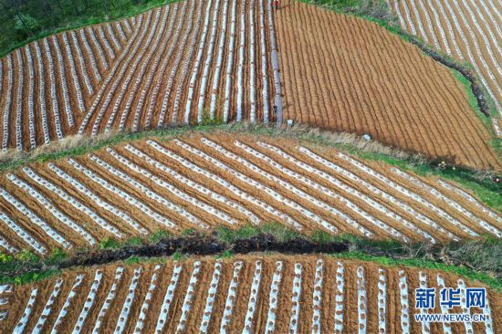 （春季美麗生態）（1）河南盧氏：梯田如畫