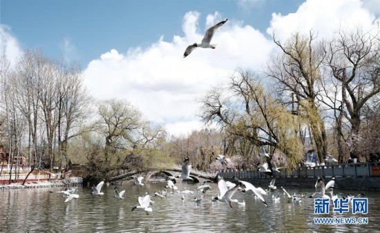 （環境）（1）春到拉薩