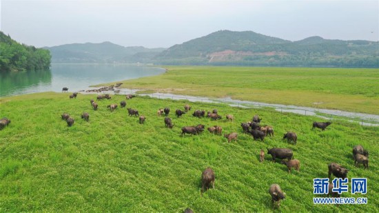 四川蓬安：百牛渡江