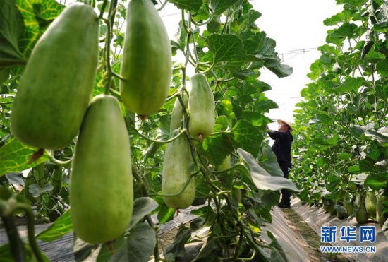 河北灤州:初夏果飄香