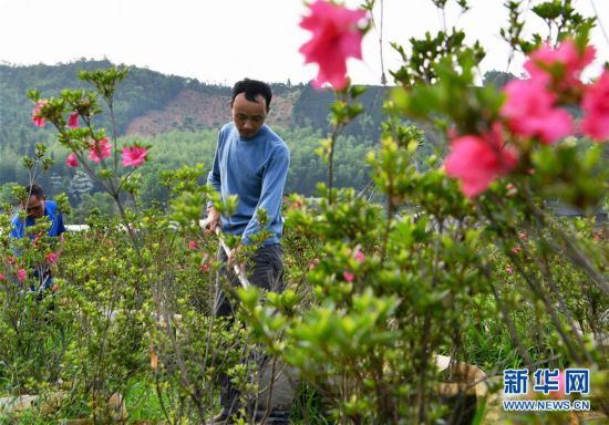 武夷山:“圓夢村”圓夢