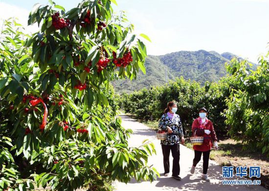 北京：迎來(lái)櫻桃采摘季