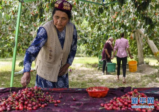 “沙漠綠洲”櫻桃紅