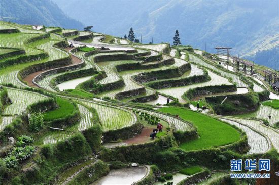 貴州從江：梯田勞作忙