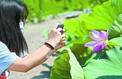 圓明園古蓮成功擴繁“蓮二代”