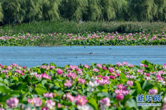 吉林鎮賚：環城國家濕地公園荷花綻放