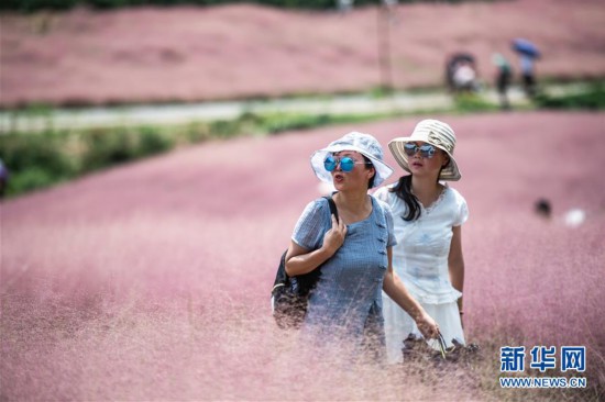 “粉色海洋”迎客來